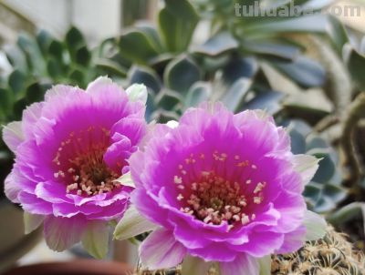 仙人球界的“开花劳模”，小球就开花，一年开三季，颜值高又好养 - 图画吧TUHUABA