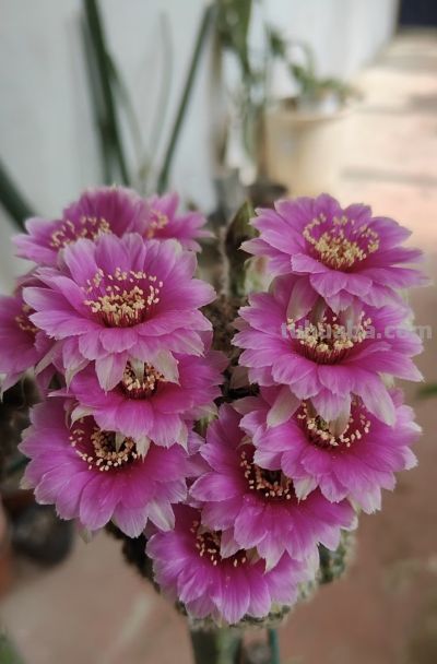 仙人球界的“开花劳模”，小球就开花，一年开三季，颜值高又好养 - 图画吧TUHUABA