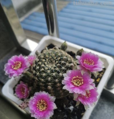 仙人球界的“开花劳模”，小球就开花，一年开三季，颜值高又好养 - 图画吧TUHUABA