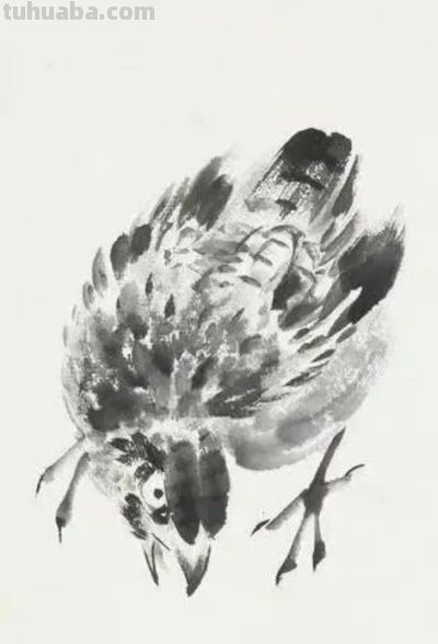 画花鸟，学会了这组禽鸟就够了 - 图画吧TUHUABA