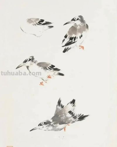 画花鸟，学会了这组禽鸟就够了 - 图画吧TUHUABA