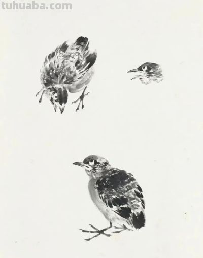 画花鸟，学会了这组禽鸟就够了 - 图画吧TUHUABA