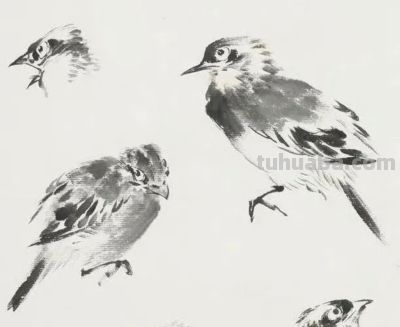 画花鸟，学会了这组禽鸟就够了 - 图画吧TUHUABA