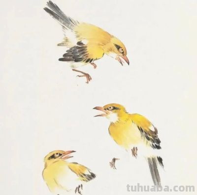 画花鸟，学会了这组禽鸟就够了 - 图画吧TUHUABA
