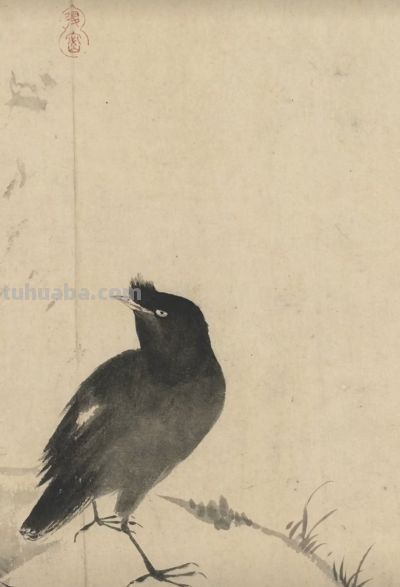 画花鸟，学会了这组禽鸟就够了 - 图画吧TUHUABA