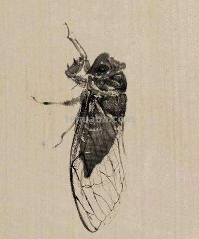 绝了！尹晓尧以墨为魂，把小昆虫画活了 - 图画吧TUHUABA