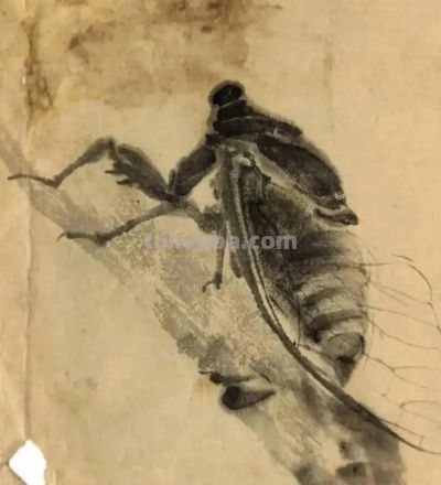 绝了！尹晓尧以墨为魂，把小昆虫画活了 - 今日头条