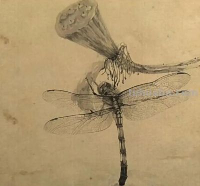绝了！尹晓尧以墨为魂，把小昆虫画活了 - 图画吧TUHUABA