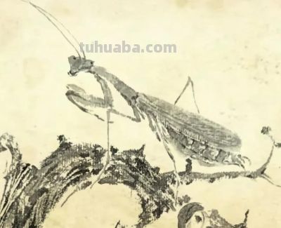 绝了！尹晓尧以墨为魂，把小昆虫画活了 - 图画吧TUHUABA