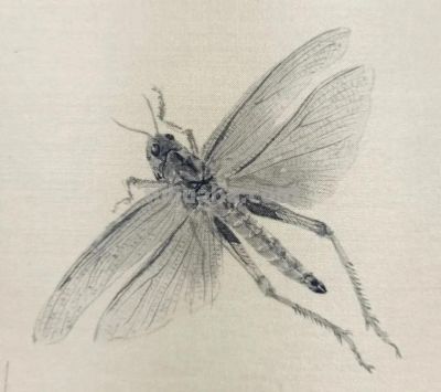 绝了！尹晓尧以墨为魂，把小昆虫画活了 - 图画吧TUHUABA