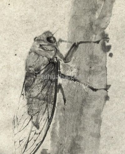 绝了！尹晓尧以墨为魂，把小昆虫画活了 - 图画吧TUHUABA