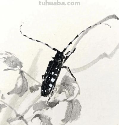 绝了！尹晓尧以墨为魂，把小昆虫画活了 - 图画吧TUHUABA