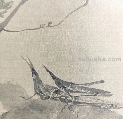 绝了！尹晓尧以墨为魂，把小昆虫画活了 - 图画吧TUHUABA