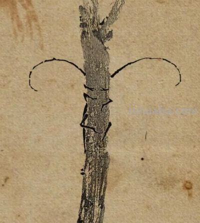 绝了！尹晓尧以墨为魂，把小昆虫画活了 - 图画吧TUHUABA