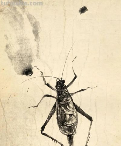 绝了！尹晓尧以墨为魂，把小昆虫画活了 - 图画吧TUHUABA