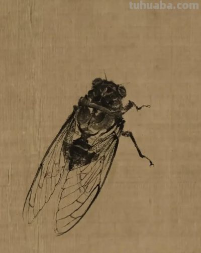 绝了！尹晓尧以墨为魂，把小昆虫画活了 - 图画吧TUHUABA