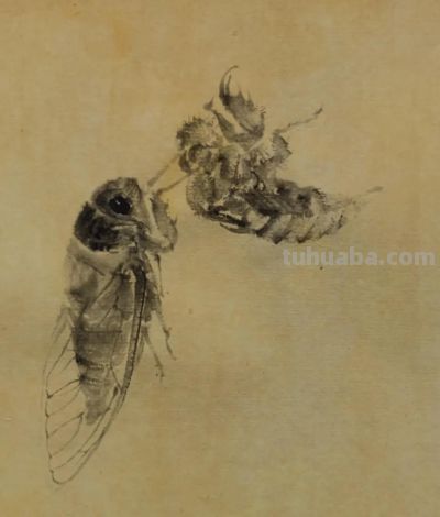 绝了！尹晓尧以墨为魂，把小昆虫画活了 - 图画吧TUHUABA
