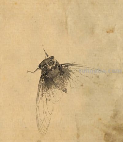 绝了！尹晓尧以墨为魂，把小昆虫画活了 - 图画吧TUHUABA