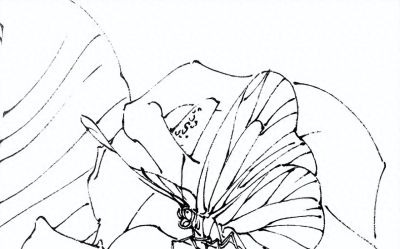 素材 | 常见草虫白描64图 - 今日头条