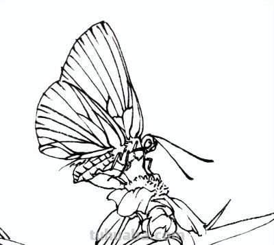 素材 | 常见草虫白描64图 - 图画吧TUHUABA