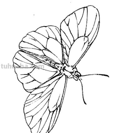 素材 | 常见草虫白描64图 - 图画吧TUHUABA