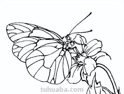 素材 | 常见草虫白描64图 - 图画吧TUHUABA