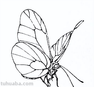 素材 | 常见草虫白描64图 - 图画吧TUHUABA