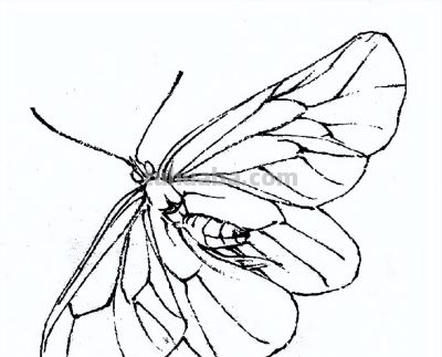 素材 | 常见草虫白描64图 - 图画吧TUHUABA