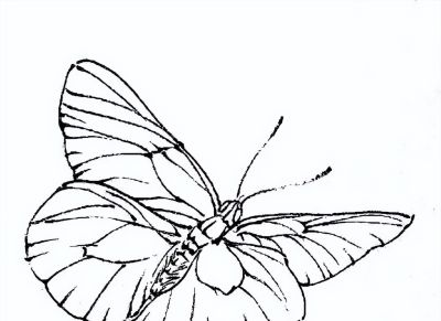 素材 | 常见草虫白描64图 - 图画吧TUHUABA