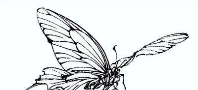 素材 | 常见草虫白描64图 - 图画吧TUHUABA