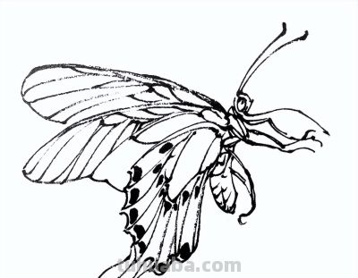 素材 | 常见草虫白描64图 - 图画吧TUHUABA