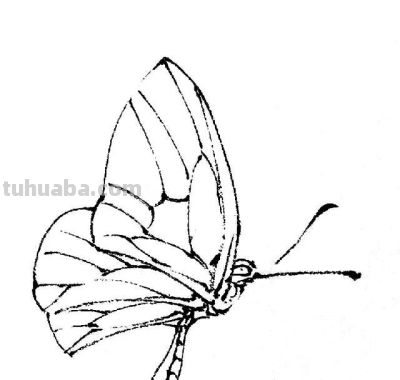 素材 | 常见草虫白描64图 - 图画吧TUHUABA