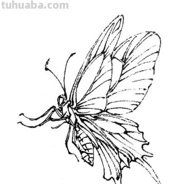 素材 | 常见草虫白描64图 - 图画吧TUHUABA