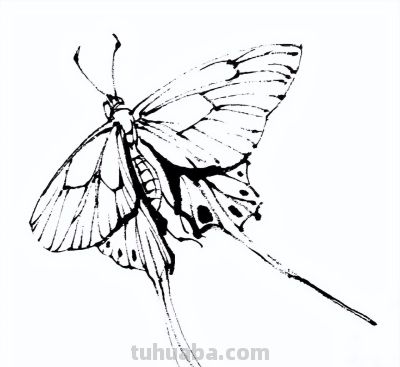 素材 | 常见草虫白描64图 - 图画吧TUHUABA
