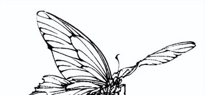 素材 | 常见草虫白描64图 - 图画吧TUHUABA