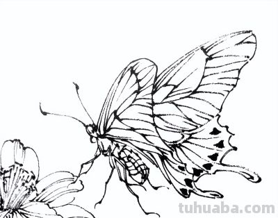 素材 | 常见草虫白描64图 - 图画吧TUHUABA