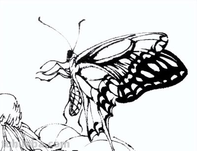 素材 | 常见草虫白描64图 - 图画吧TUHUABA