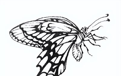 素材 | 常见草虫白描64图 - 图画吧TUHUABA