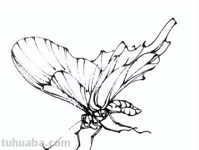素材 | 常见草虫白描64图 - 图画吧TUHUABA