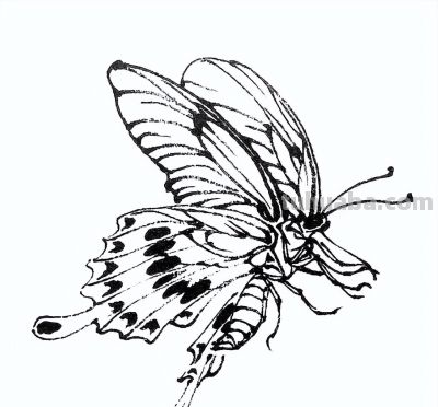 素材 | 常见草虫白描64图 - 图画吧TUHUABA