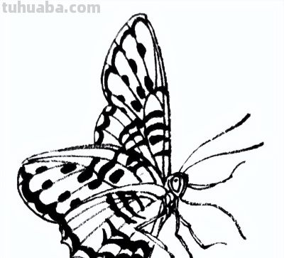 素材 | 常见草虫白描64图 - 图画吧TUHUABA