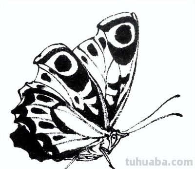 素材 | 常见草虫白描64图 - 图画吧TUHUABA