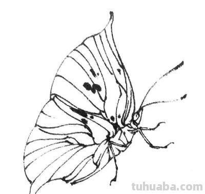 素材 | 常见草虫白描64图 - 图画吧TUHUABA