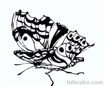 素材 | 常见草虫白描64图 - 图画吧TUHUABA