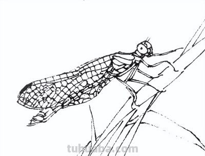 素材 | 常见草虫白描64图 - 图画吧TUHUABA