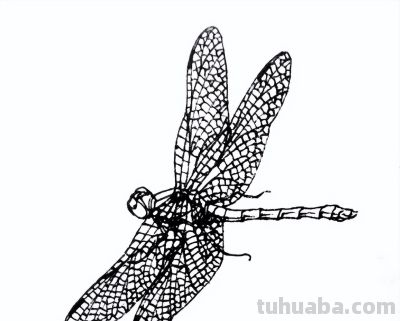 素材 | 常见草虫白描64图 - 图画吧TUHUABA
