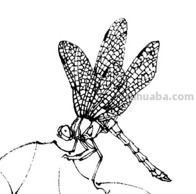 素材 | 常见草虫白描64图 - 图画吧TUHUABA