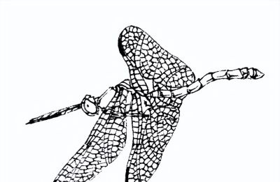 素材 | 常见草虫白描64图 - 图画吧TUHUABA