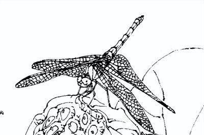 素材 | 常见草虫白描64图 - 图画吧TUHUABA