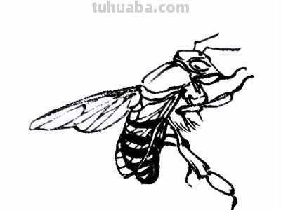 素材 | 常见草虫白描64图 - 图画吧TUHUABA
